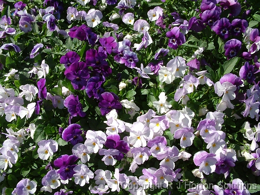 Viola harmony in lavender Oasis